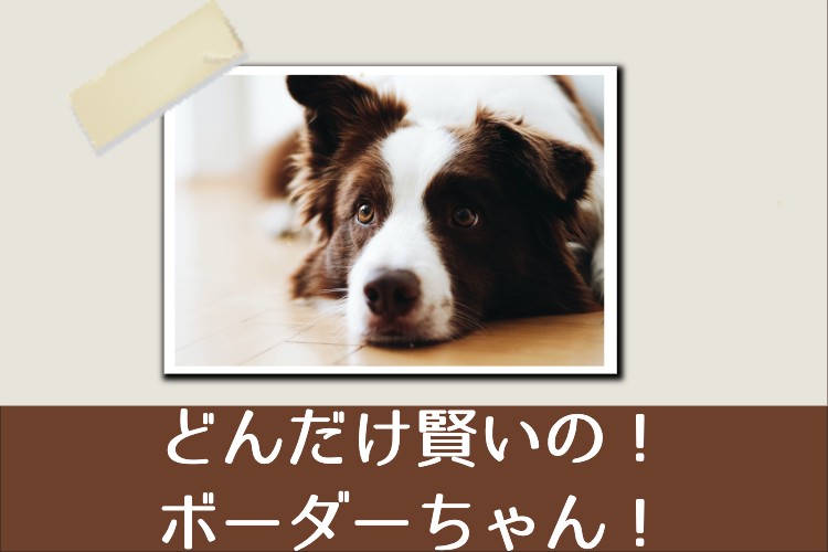 頭の良いボーダーコリー！